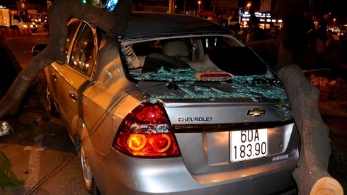 TP.HCM: Tài xế bất lực nhìn cây đè bẹp ô tô mình đang ngồi - ảnh 1