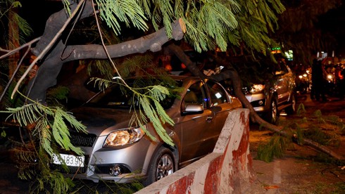 TP.HCM: Tài xế bất lực nhìn cây đè bẹp ô tô mình đang ngồi - ảnh 3