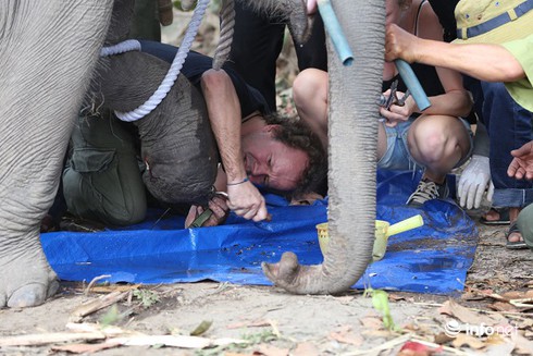 Đắk Lắk: Cứu chữa thành công một cá thể voi rừng dính bẫy - ảnh 2
