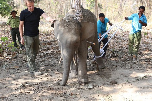 Đắk Lắk: Cứu chữa thành công một cá thể voi rừng dính bẫy - ảnh 1