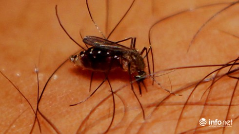 TP.HCM: Bệnh nhân sốt xuất huyết tăng 33%, nguy cơ bùng phát dịch lớn - ảnh 1