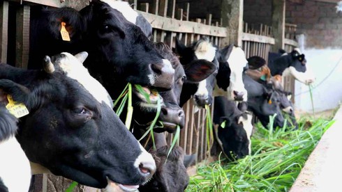 UBND TP.HCM chỉ đạo tháo gỡ khó khăn cho các hộ chăn nuôi bò sữa - ảnh 1