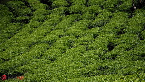 Lâm Đồng xây dựng nông thôn mới gắn với giảm nghèo bền vững - ảnh 1