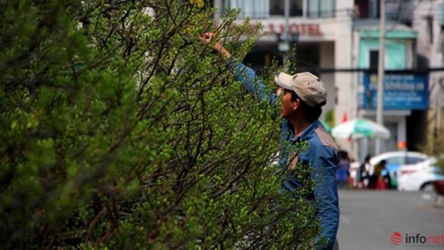 TP.HCM có 113 chợ hoa dịp Tết Đinh Dậu - ảnh 1