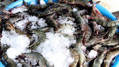 TP.HCM: Nuôi tôm bị ảnh hưởng vì mưa bất thường làm giảm độ mặn - ảnh 1