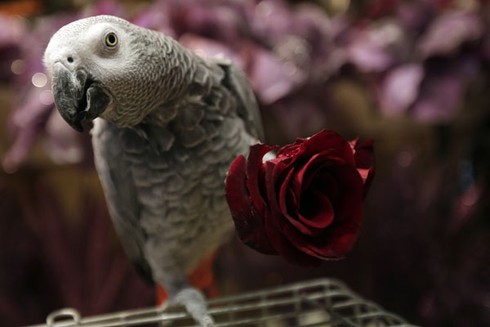 Thế giới chuẩn bị đón lễ Tình nhân như thế nào? - ảnh 2