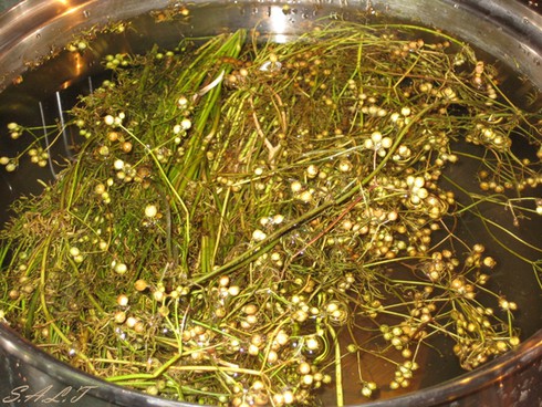 Phòng sởi bằng rau mùi: BS đông y nói gì? - ảnh 2