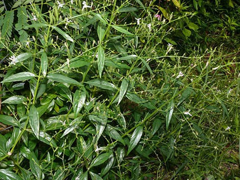 Điều trị sởi: Đừng bỏ qua các thuốc có thành phần thảo dược - ảnh 2