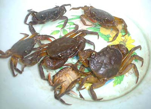 Sán ăn rỗng phổi vì món cua suối nướng - ảnh 2