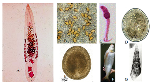Sán làm tổ trong gan vì ham ăn gỏi cá