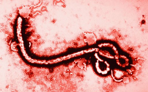 Rửa tay xà phòng có tránh được lây nhiễm vi rút Ebola? - ảnh 1