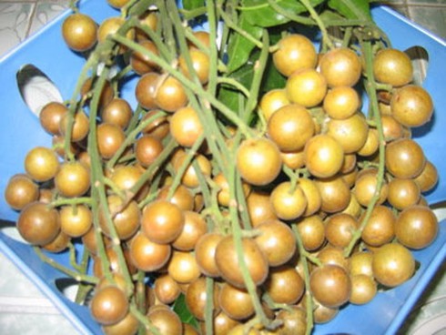 Bé 15 tháng tuổi hóc hạt quất hồng bì: Ho 1 tháng liền không khỏi - ảnh 1