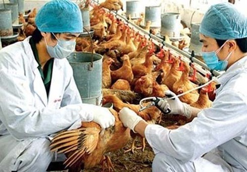 Thêm hai người chết do cúm A(H7N9) - ảnh 1