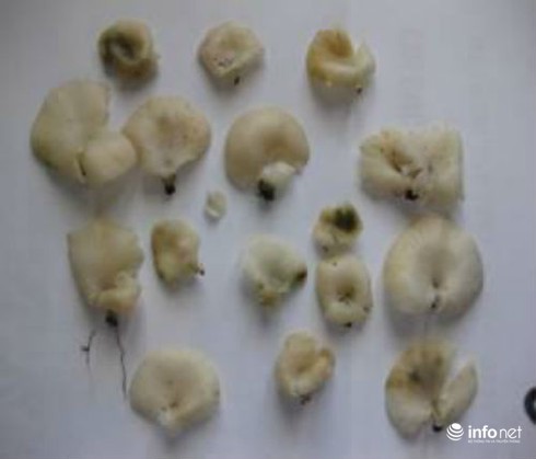 Ăn 2kg nấm ma nấu canh, 14 người bị ngộ độc - ảnh 1
