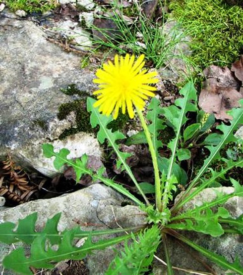 Cây bồ công anh không trị được bệnh ung thư! - ảnh 1