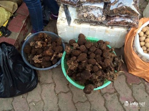 Sự thật về loài nấm hình