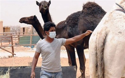 Bệnh MERS- CoV khác SARS như thế nào? - ảnh 1