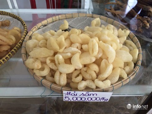 Mạo hiểm lặn bắt thứ đặc sản hơn một chỉ vàng/kg ở Phú Quốc - ảnh 2