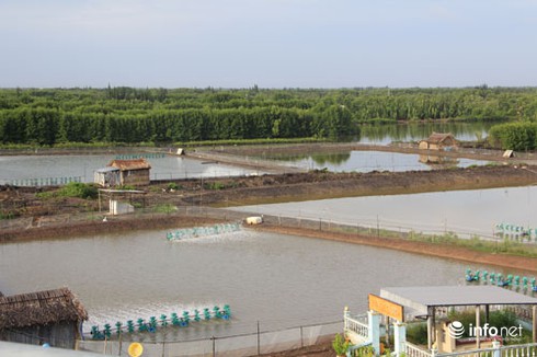 Cà Mau: Xây dựng nông thôn mới còn nhiều khó khăn - ảnh 1