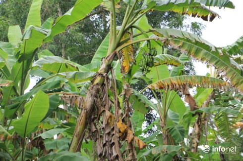 Chuối rợp bóng ở U Minh hạ - ảnh 1