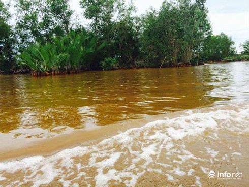 Cà Mau thả cá để tái tạo nguồn thủy sản - ảnh 1