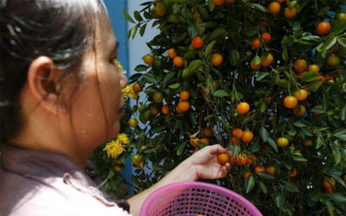 Vì sao quả quất ngày Tết có thể trở thành độc dược? - ảnh 1