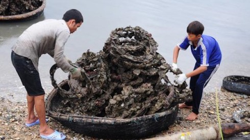 Vì sao ăn hàu bám trên lốp xe không gây ung thư? - ảnh 1