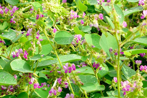 Ngộ độc vì tự chữa sỏi thận bằng kim tiền thảo - ảnh 1