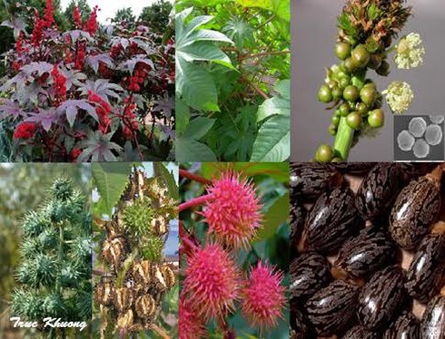 5 trẻ ngộ độc hạt thầu dầu chứa chất độc không có thuốc giải - ảnh 1