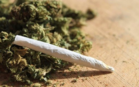 Cảnh báo ngộ độc cỏ Mỹ ẩn dưới điếu thuốc lá - ảnh 1