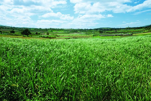 Vinamilk thu mua sữa bò tươi nguyên liệu của nông dân tăng gần 22% - ảnh 1