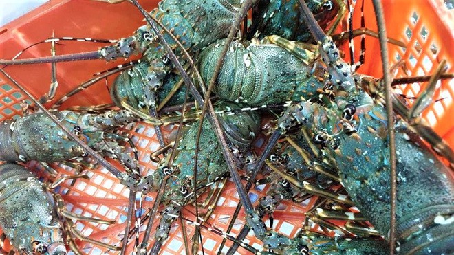 Đại hạ giá tôm hùm xanh 169.000 đồng/con, tôm Alaska 700.000 đồng/kg
