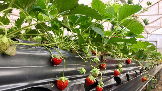 Bỏ công chức nhà nước về làm vườn dâu tây ở Tây Bắc thu nhập tiền tỷ