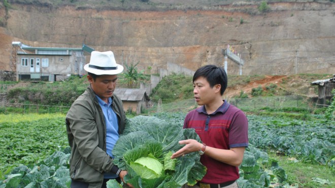 Người đàn ông bỏ công việc nhà nước về trồng rau trái vụ ở Mù Cang Chải thu tiền tỷ