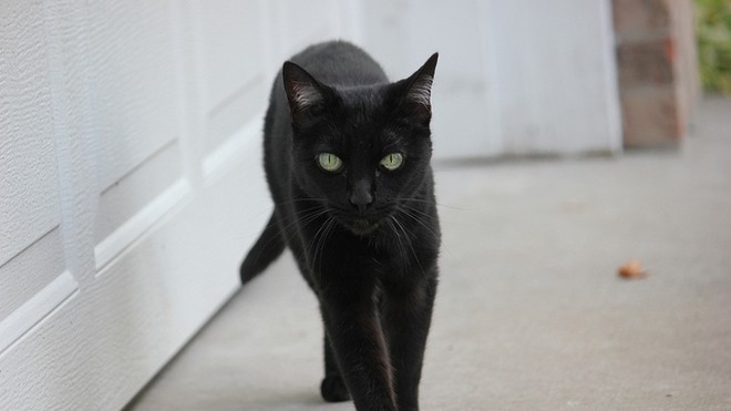 Vì sao nói mèo đen mang lại điềm xui xẻo?