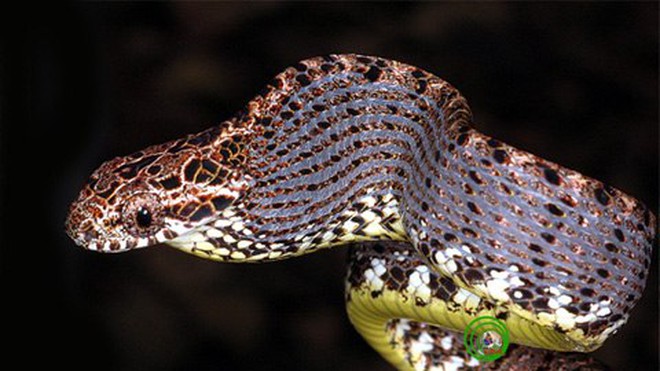 Các loài rắn nhìn đáng sợ... nhưng vô hại với con người