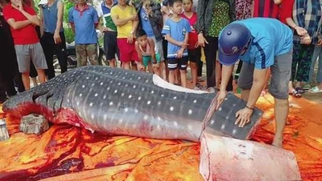 Ngư dân Thanh Hóa xẻ thịt cá lạ khổng lồ: Có phải cá quý hiếm?