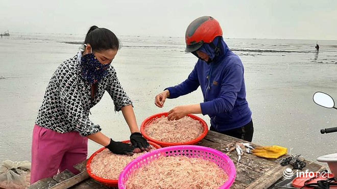 Trúng đậm mùa ruốc biển, ngư dân xứ Nghệ kiếm tiền triệu mỗi ngày