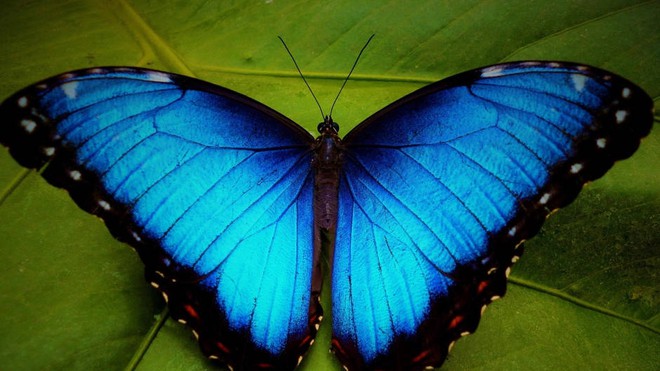 Tranh vẽ nghệ thuật hình hoa màu xanh và bướm xanh 25392 - 123Design.org