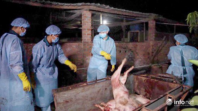 Đồng Nai đình chỉ công tác cán bộ cấp giấy kiểm dịch cho lợn bị dịch tả châu Phi