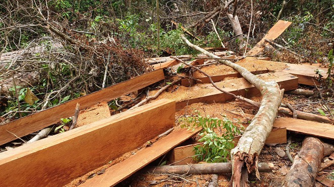 Yêu cầu khẩn trương khởi tố vụ án phá rừng đầu nguồn ở Quảng Nam