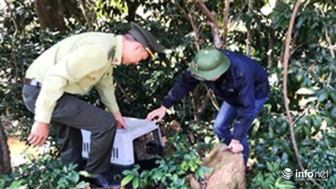 Đà Nẵng: Bắt được 2 con khỉ quý hiếm quấy phá Ngũ Hành Sơn
