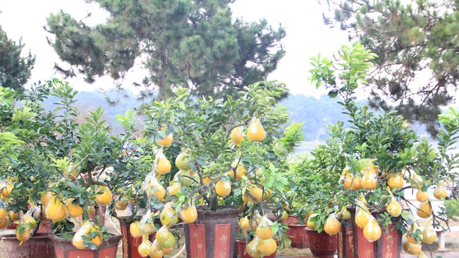 Rộn ràng sắc Xuân với hàng trăm loại cây cảnh Tết tại Chợ hoa Đà Lạt