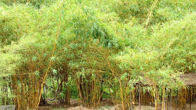 Cây tre mới là biểu tượng văn hóa Việt