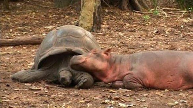 Thú vị về tình bạn vượt thời gian giữa rùa và hà mã