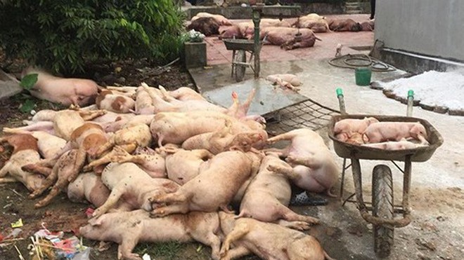Dịch tả lợn Châu Phi lan 44 tỉnh thành, tiêu hủy hơn 2 triệu con lợn