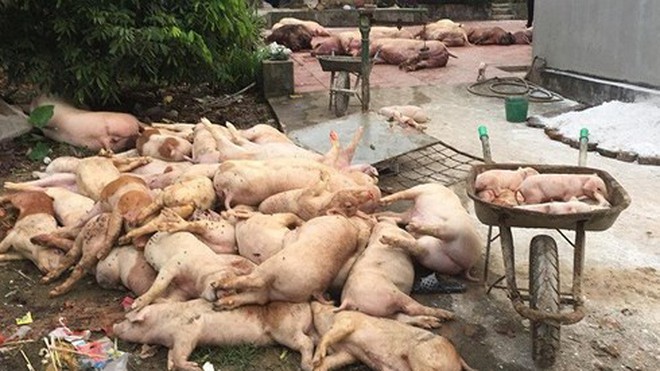 Dịch tả lợn Châu Phi lan 44 tỉnh thành, tiêu hủy hơn 2 triệu con lợn