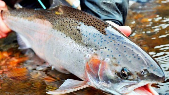 Cá hồi Sa Pa còn tồn hơn 200 tấn, giá chỉ hơn 150.000 đồng/kg