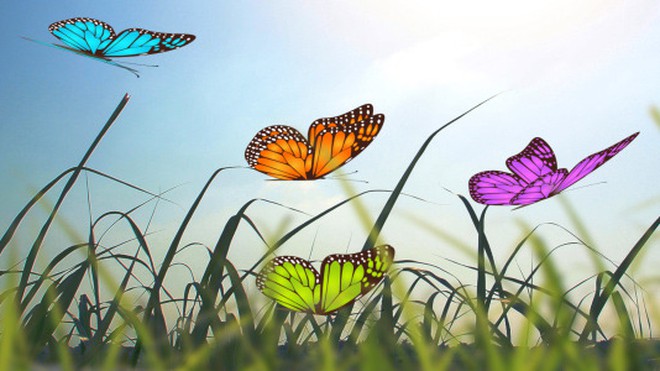Top 100 Hình ảnh con bướm đang bay đẹp nhất đặc sắc nhất 2022