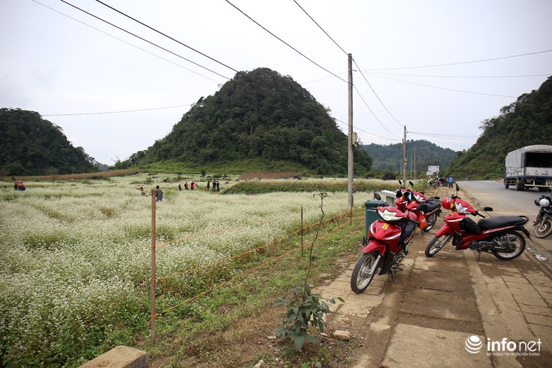 Ngút mắt trước hoa tam giác mạch Hà Giang - ảnh 1